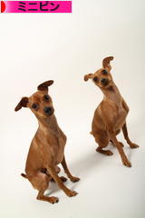 にほんブログ村 犬ブログ ミニピンへ