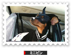にほんブログ村 犬ブログ ミニピンへ