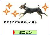 にほんブログ村 犬ブログ ミニピンへ