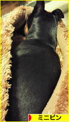 にほんブログ村 犬ブログ ミニピンへ