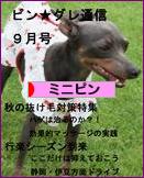 にほんブログ村 犬ブログ ミニピンへ