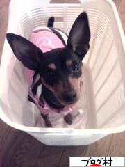 にほんブログ村 犬ブログ ミニピンへ