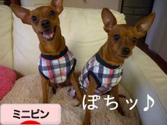 にほんブログ村 犬ブログ ミニピンへ