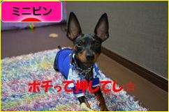 にほんブログ村 犬ブログ ミニピンへ