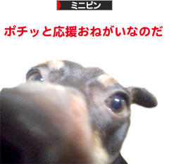 にほんブログ村 犬ブログ ミニピンへ