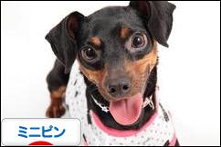 にほんブログ村 犬ブログ ミニピンへ