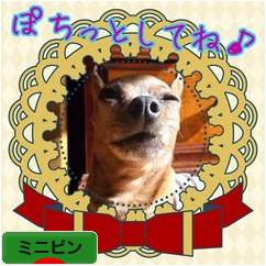 にほんブログ村 犬ブログ ミニピンへ