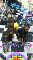 にほんブログ村 犬ブログ ミニピンへ