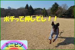 にほんブログ村 犬ブログ ミニピンへ