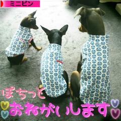 にほんブログ村 犬ブログ ミニピンへ