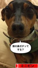 にほんブログ村 犬ブログ ミニピンへ