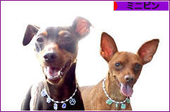 にほんブログ村 犬ブログ ミニピンへ