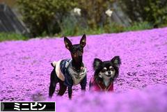 にほんブログ村 犬ブログ ミニピンへ