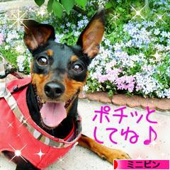 にほんブログ村 犬ブログ ミニピンへ