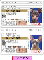にほんブログ村 犬ブログ ミニピンへ