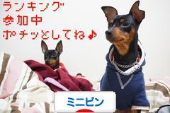 にほんブログ村 犬ブログ ミニピンへ