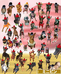 にほんブログ村 犬ブログ ミニピンへ