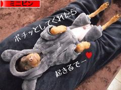 にほんブログ村 犬ブログ ミニピンへ