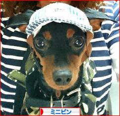 にほんブログ村 犬ブログ ミニピンへ