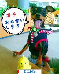 にほんブログ村 犬ブログ ミニピンへ