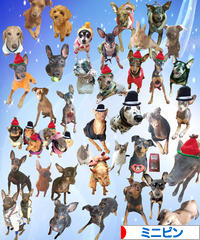 にほんブログ村 犬ブログ ミニピンへ