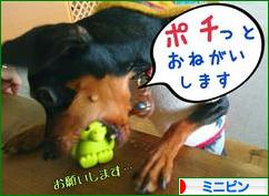 にほんブログ村 犬ブログ ミニピンへ