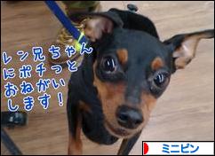 にほんブログ村 犬ブログ ミニピンへ