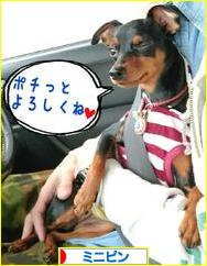 にほんブログ村 犬ブログ ミニピンへ