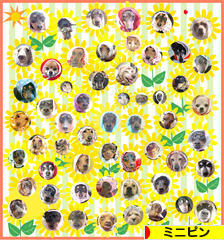 にほんブログ村 犬ブログ ミニピンへ