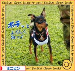 にほんブログ村 犬ブログ ミニピンへ