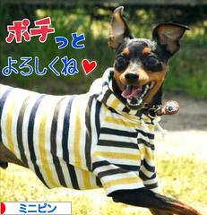 にほんブログ村 犬ブログ ミニピンへ