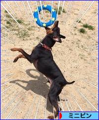 にほんブログ村 犬ブログ ミニピンへ