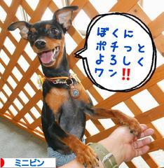 にほんブログ村 犬ブログ ミニピンへ