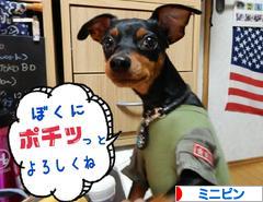 にほんブログ村 犬ブログ ミニピンへ