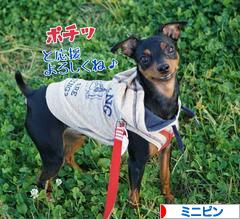 にほんブログ村 犬ブログ ミニピンへ