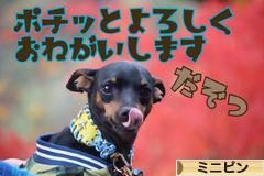 にほんブログ村 犬ブログ ミニピンへ