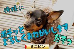 にほんブログ村 犬ブログ ミニピンへ