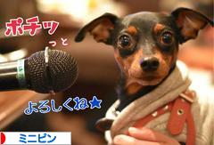 にほんブログ村 犬ブログ ミニピンへ