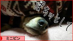 にほんブログ村 犬ブログ ミニピンへ