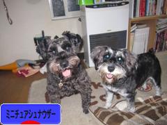 にほんブログ村 犬ブログ ミニチュアシュナウザーへ