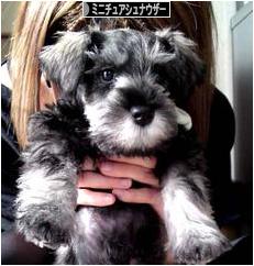 にほんブログ村 犬ブログ ミニチュアシュナウザーへ