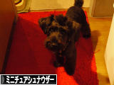 にほんブログ村 犬ブログ ミニチュアシュナウザーへ