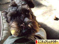 にほんブログ村 犬ブログ ミニチュアシュナウザーへ