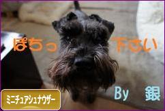 にほんブログ村 犬ブログ ミニチュアシュナウザーへ