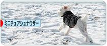 にほんブログ村 犬ブログ ミニチュアシュナウザーへ