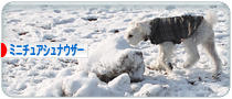 にほんブログ村 犬ブログ ミニチュアシュナウザーへ