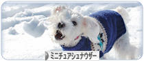 にほんブログ村 犬ブログ ミニチュアシュナウザーへ