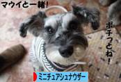 にほんブログ村 犬ブログ ミニチュアシュナウザーへ