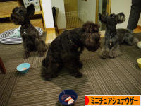 にほんブログ村 犬ブログ ミニチュアシュナウザーへ