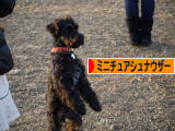 にほんブログ村 犬ブログ ミニチュアシュナウザーへ